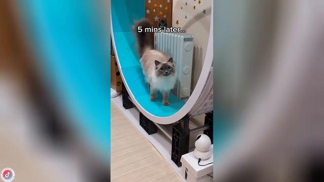 Best video of Tik Tok! 16.06.25 / 09