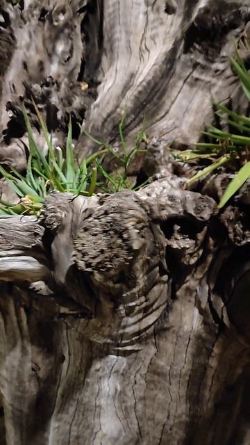 Седое бревно как кашпо  #wood #своимируками  #дизайн
