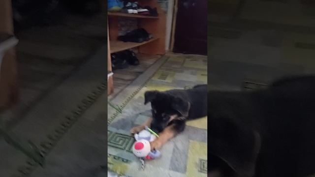 обзор на мою овчарку