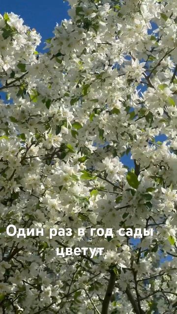 Слышите жужжание пчёл?