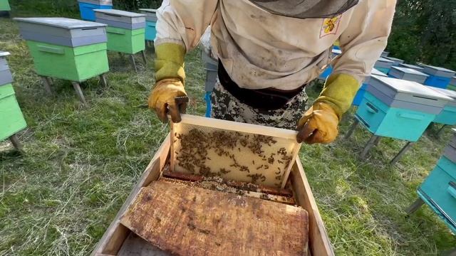 Пчеловодство изнутри. Часть 2