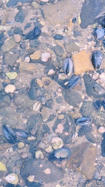 Рачки отшельники на Вдовушке,  Охотское море!🦞🐚🌊💙 #nastikae #рачкиотшельники