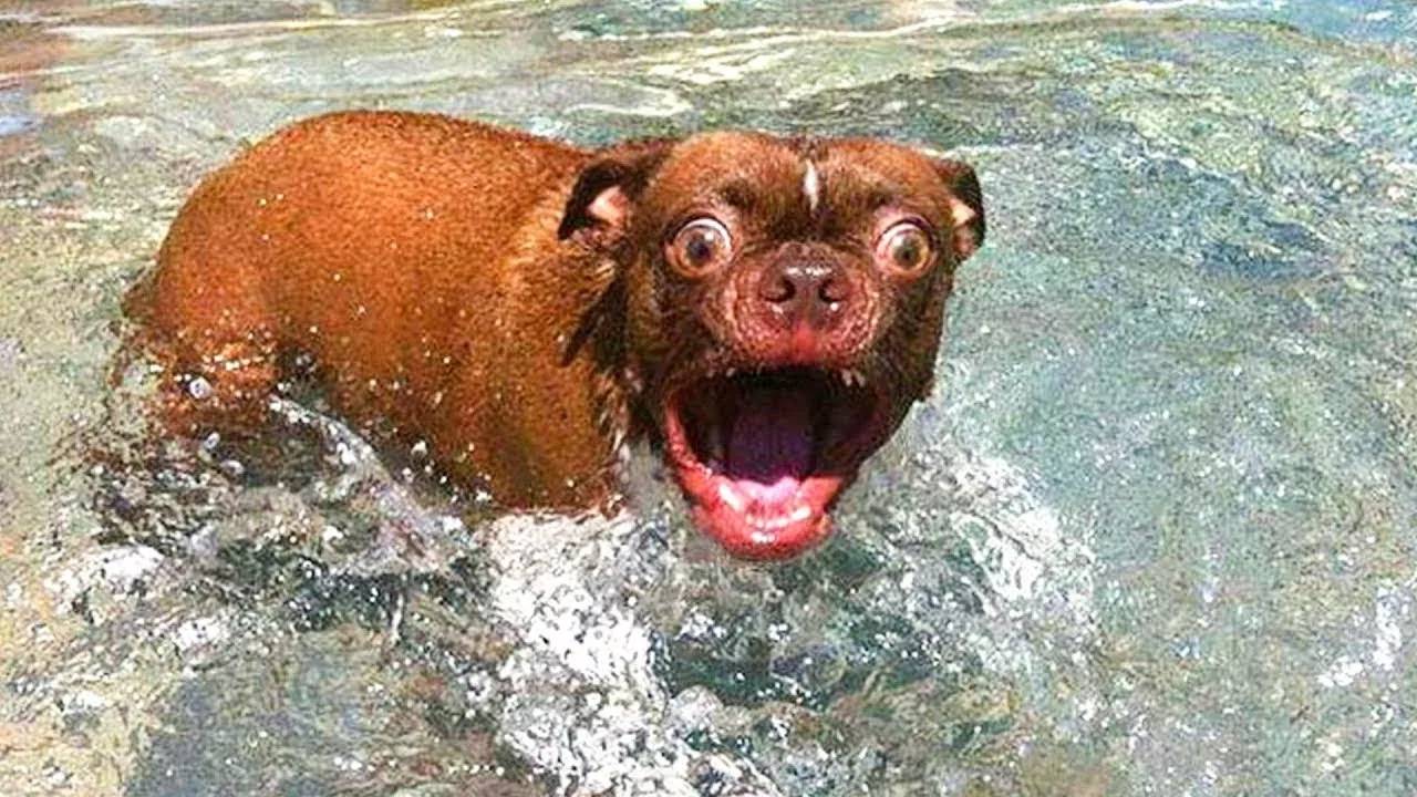Если Ты засмеешься, ты проиграешь 🤣 Самые смешные собаки и кошки 😹🐶