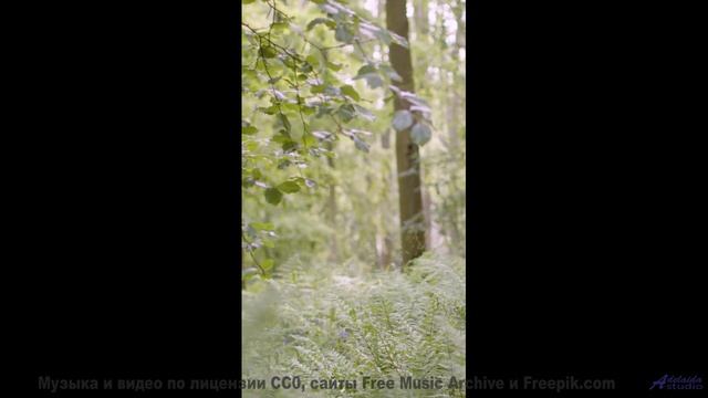 Когда музыка и природа создают идеальный момент! - Blossoming -- Podington Bear -- Meet Podington Be