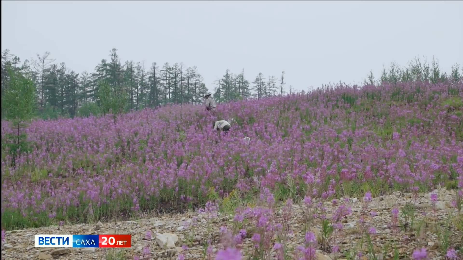 09:30 ВЕСТИ САХА 16/06/25 НА ЯКУТСКОМ ЯЗЫКЕ