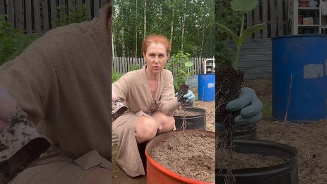 Самая удобная посадка для кабачков.