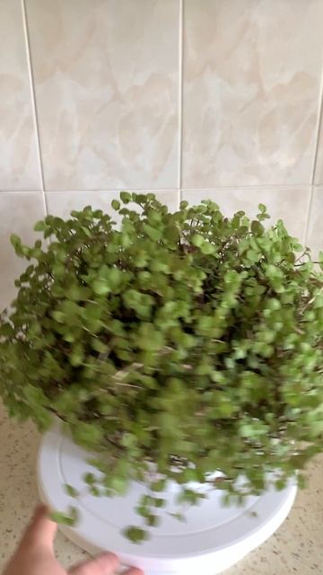Каллизия в 2х литровом горшке