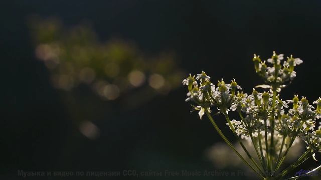 Танцуйте под этот трек - он создан для влюблённых! - To Meet Again (ID 606) - Remastered -- Lobo Loc