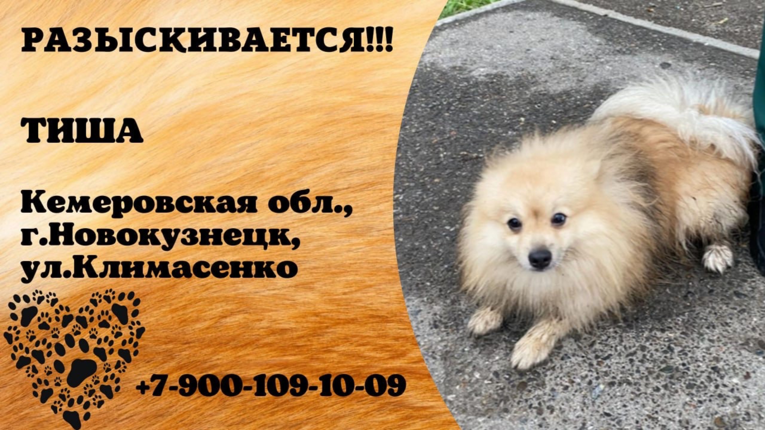 Пропала собака! ТИША. Кемеровская обл., г.Новокузнецк.