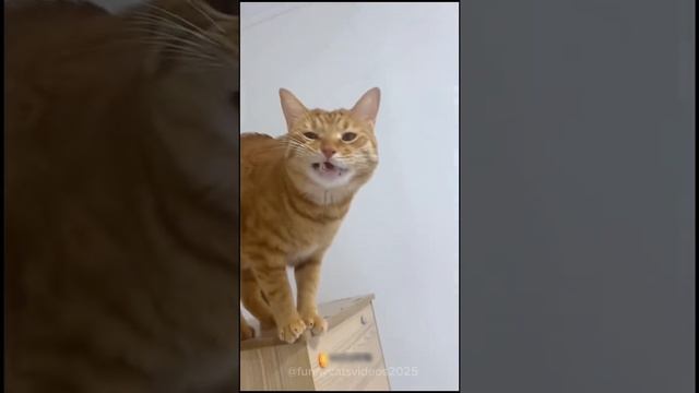 okIPPIAznwFgGixP8ymB1wQCy1CfAbJyrEGpis