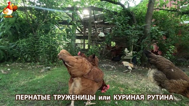 Куры несушки свободного выгула и их обычная куриная рутина – эпизод (458)