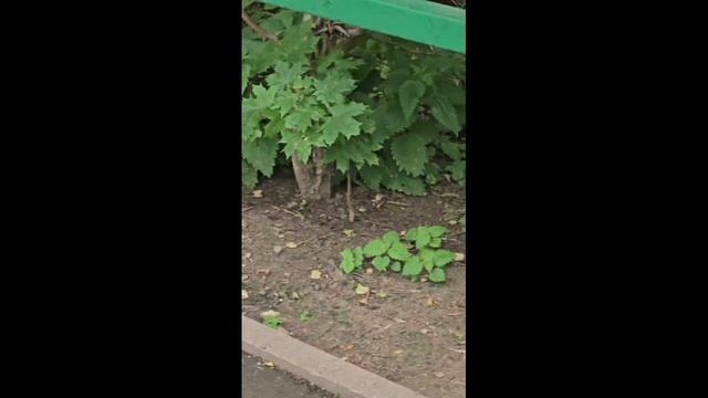 Прогулка во дворе с котами