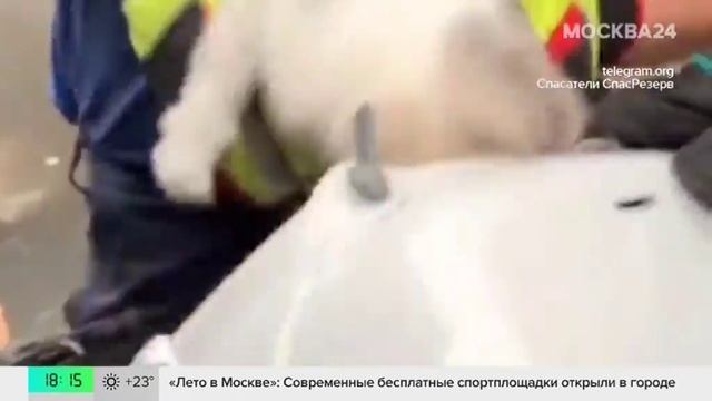 Котенка спасли из вентиляционной шахты на севере Москвы - Москва 24