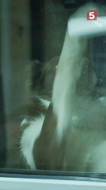 Собачья почта #пятыйканал #юмор #приколы #фильмы #кино #сериал #детектив