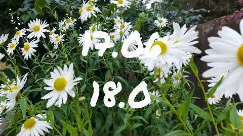 Лунный календарь для цветоводов с 16 по 22 июня 2025 — когда сажать и пересаживать цветы