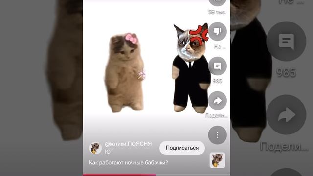 Как работают ночные бабочки