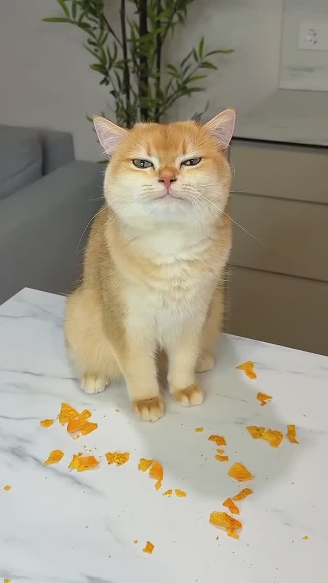 МОЙ КОТ МОСЯ УПРАВЛЯЕТ МНОЙ #кошка #кошки