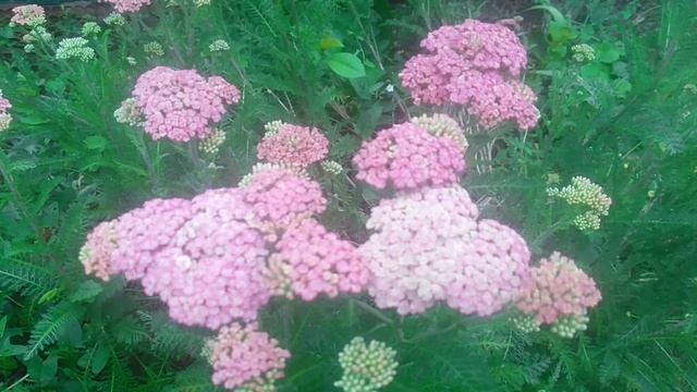 VID_20250616_085202.mp4