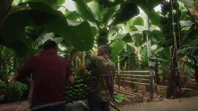 Пальмы в степи! Шымкентские бананы создали ажиотаж в России и Казахстане