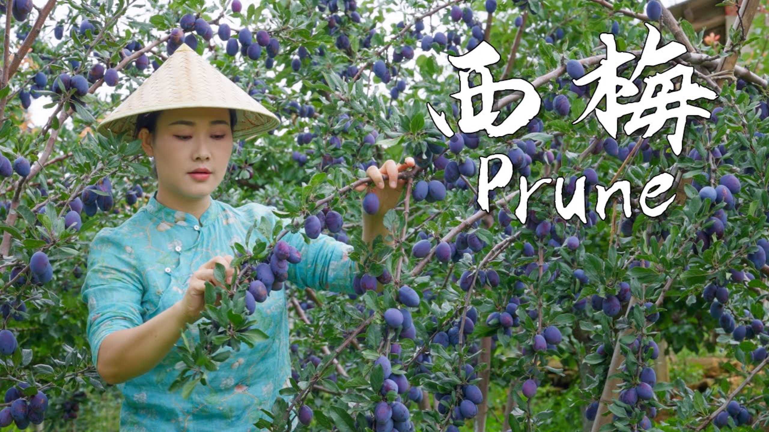 Prunes—The Most Romantic and Refreshing Purple Fruit of Autumn【滇西小哥