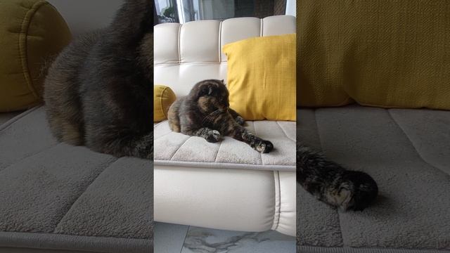 Кошкина шерсть и заговоры