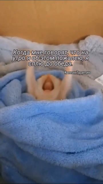 Цитата дня