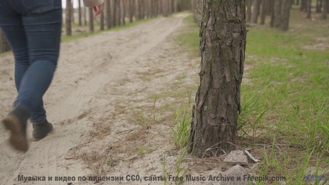 Леса становятся частью души вместе с этим треком - How Can Things Be -- HoliznaCC0 -- Orphaned Media