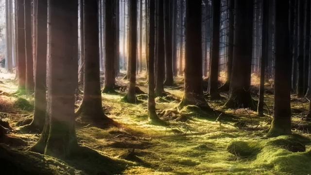 Яркий рассвет и тишина, прерванная пением птичек часть 7