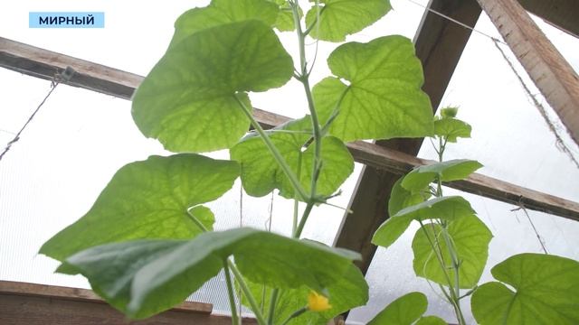 Синоптики прогнозируют заморозки в нескольких районах Якутии