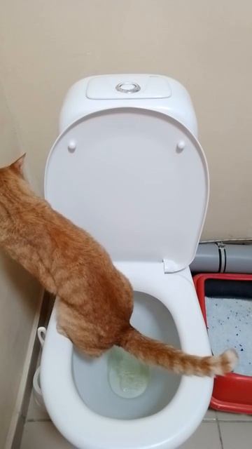 котик писает в унитаз