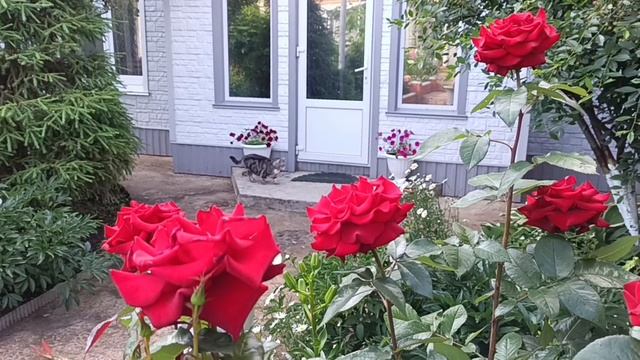 Бордовые розы