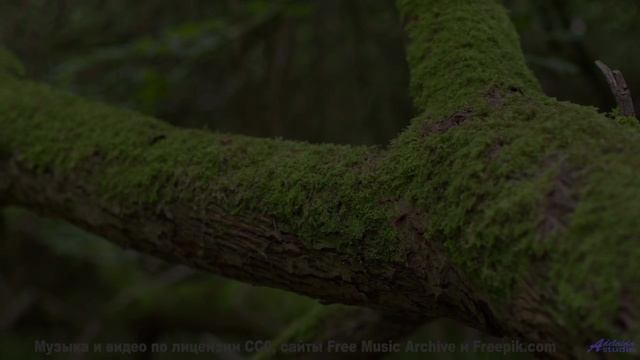Музыка обнимает крепче любого человека на планете - New Rights -- Ketsa -- Abundance