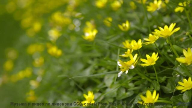 Поля качаются в такт каждому музыкальному движению - John Coffee Freestyle -- Vincent Augustus -- Ba