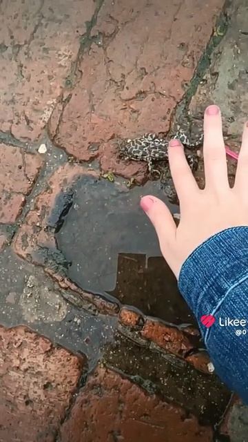 жалко лягушку;(