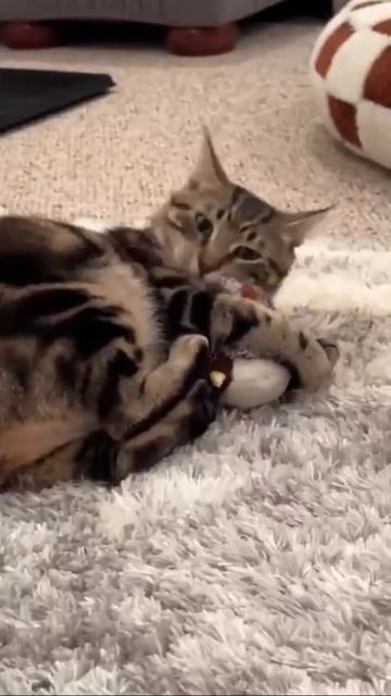 Котик и птичка 🕊️🥰🐈😉