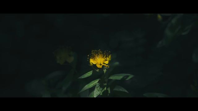影の唄 _ song of shadows _ SONY A7III