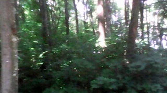 SV_A0011.avi
