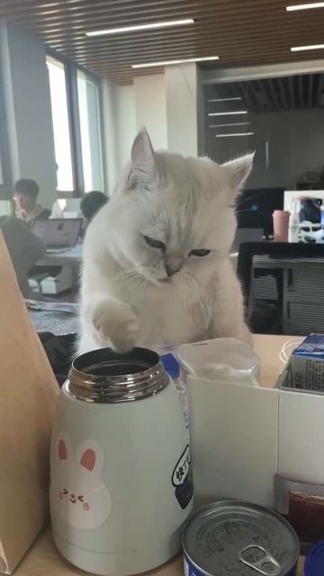 Наш TG https://t.me/liveofcats