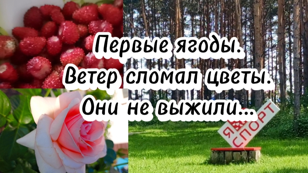 16-06-2025 Первые ягоды. Ветер сломал цветы.Они не выжили..