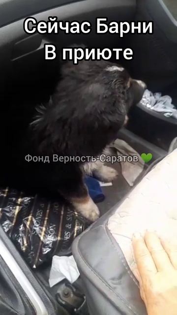 Барни ищет дом #саратов #вдобрыерукисаратов #верностьсаратов