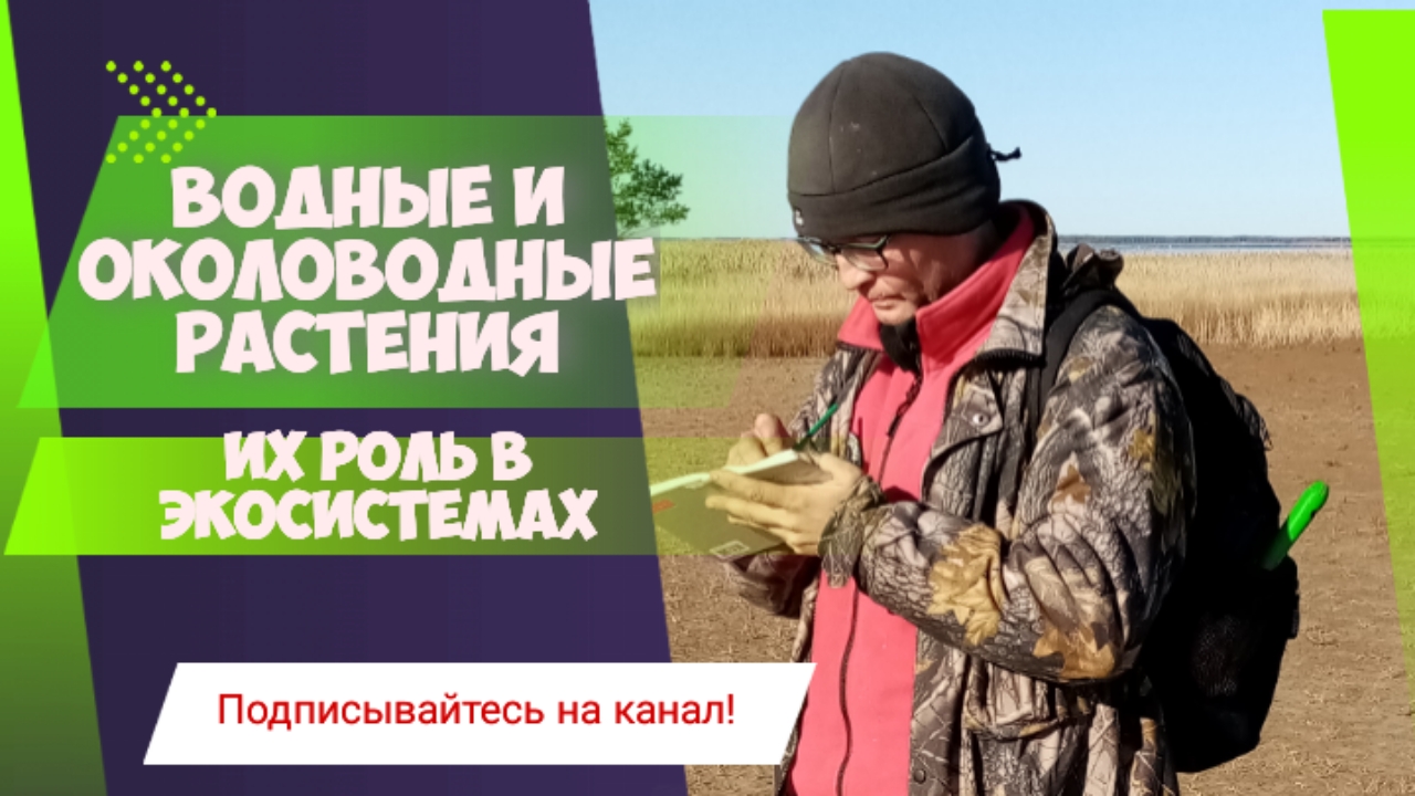 Водные и околоводные растения и их роль в экосистемах