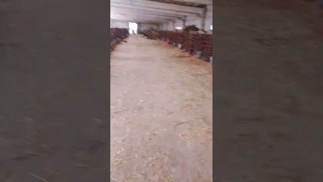 Мухи замучили телят