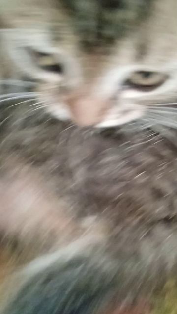 котята🐱💯🇷🇺