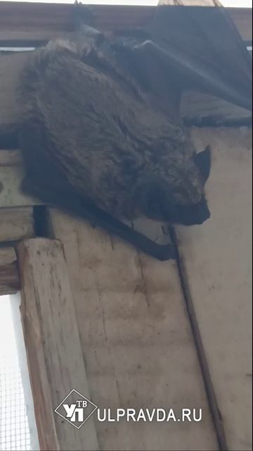 🦇Вчера летучая мышка пряталась от дождя на восьмом этаже жилого дома. она сама перепугалась и заодн