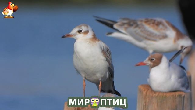 Мир птиц – красота и грация пернатых созданий Природы 🦩🦚🦜 Выпуск (215) 🦉🐦🐤