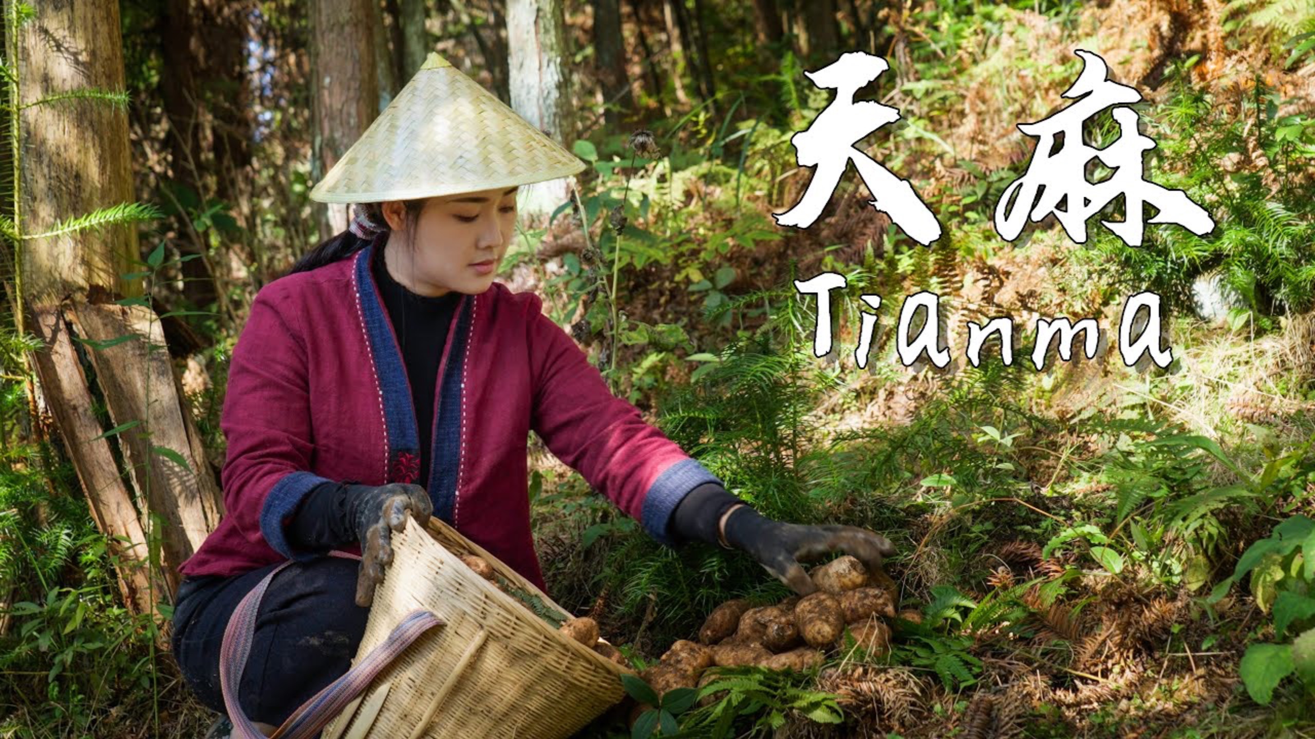 Tianma(Tall Gastrodia Tuber) — A Sweet, Glutinous, Nourishing Herb Without Leaves【滇西小哥