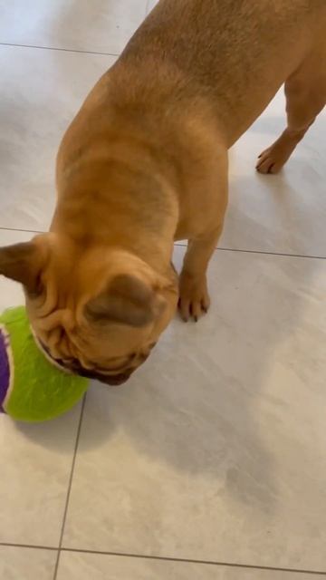 From Sleep to Play: Richie Wakes Up to Toy Time  #frenchie ❤️