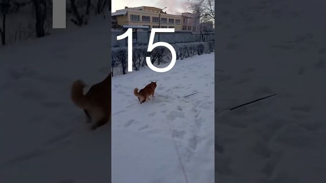 Круги, круги и снова круги)) 27 февраля 2025 г.