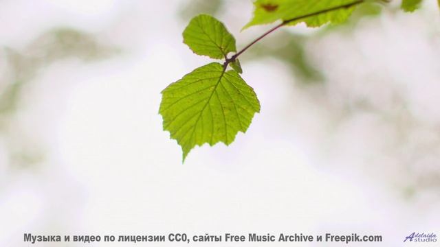Это видео изменит ваш день! - Коэффициент -- Александр Недугин -- Яжык Эжопа