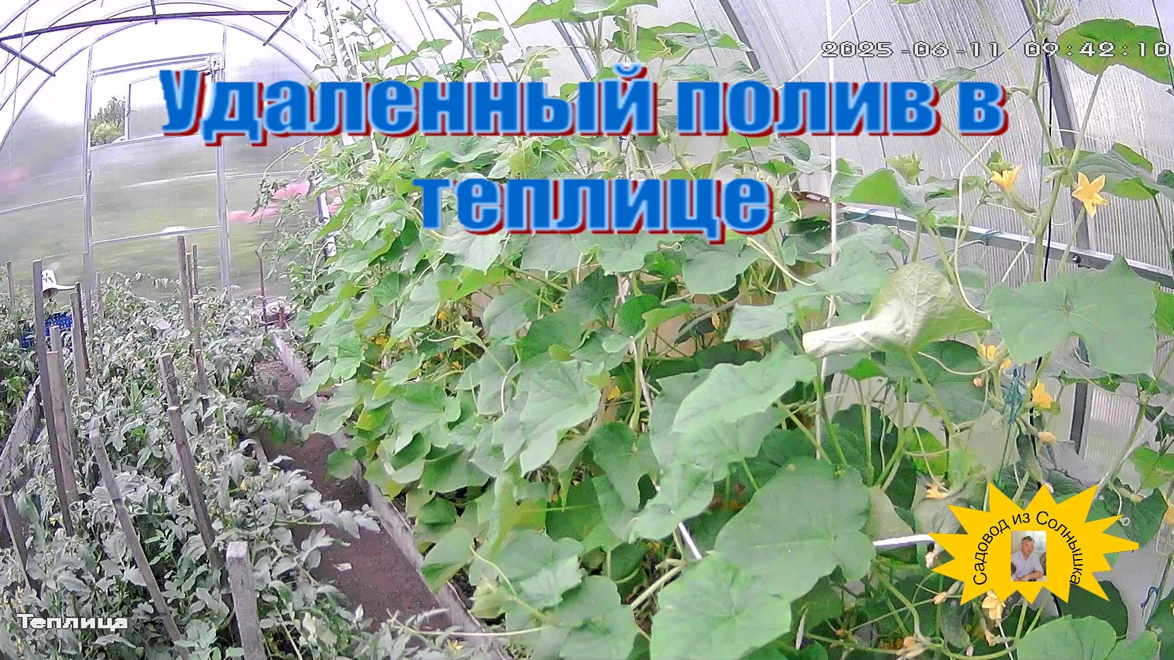 Удаленный полив в теплице